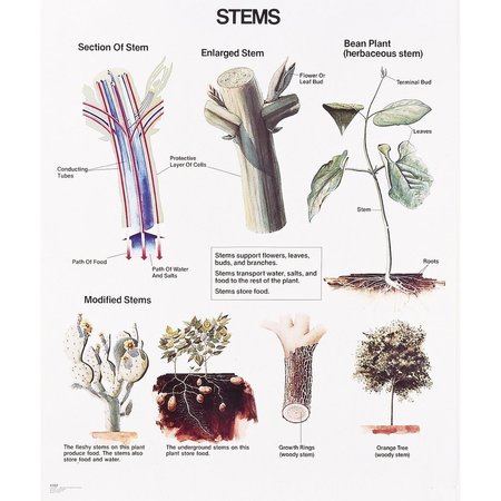 DENOYER-GEPPERT Charts/Posters, Stems Mounted 1027-10